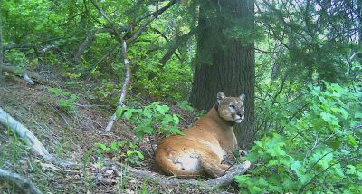 With static harvests, Utah sticks to new status quo for cougar hunting, but advocates express concerns